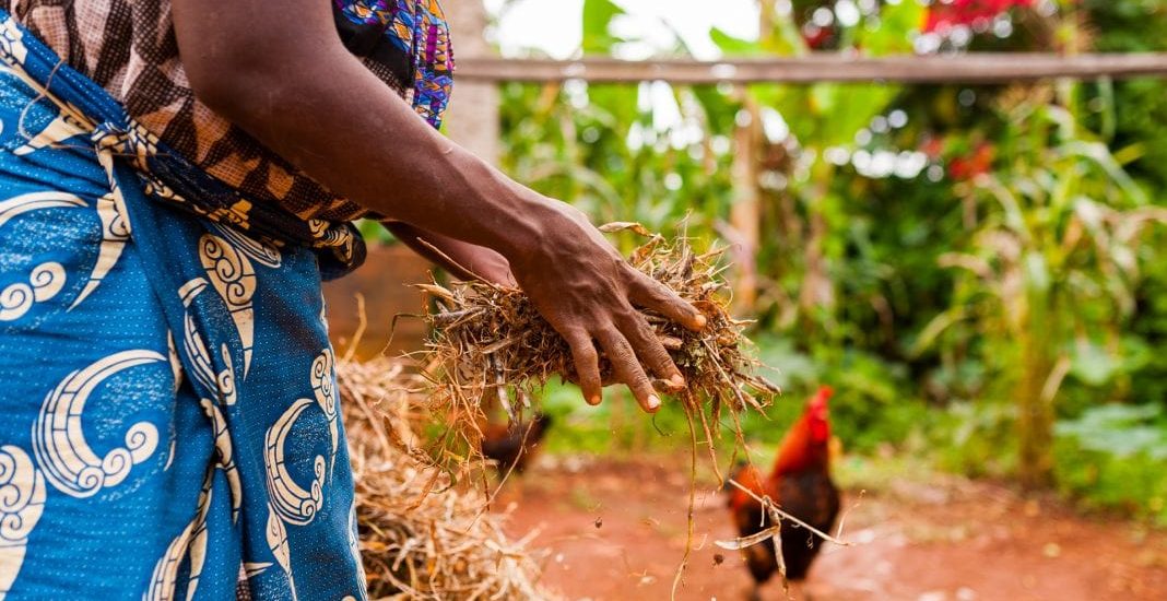 Advancing sustainable agriculture in Ghana Farmer Globale