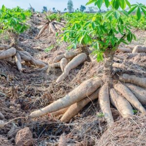 Cassava Tubers (To order: Complete bulk order form)