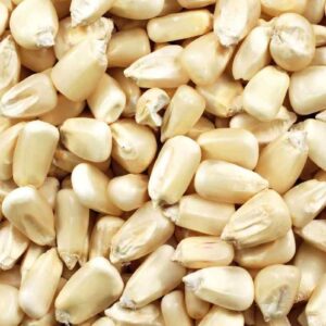 Maize (To order: Complete bulk order form)