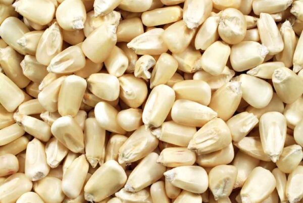Maize (To order: Complete bulk order form)