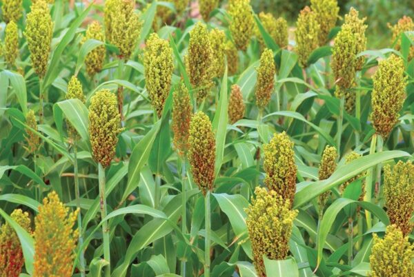 Sorghum (To order: Complete bulk order form)