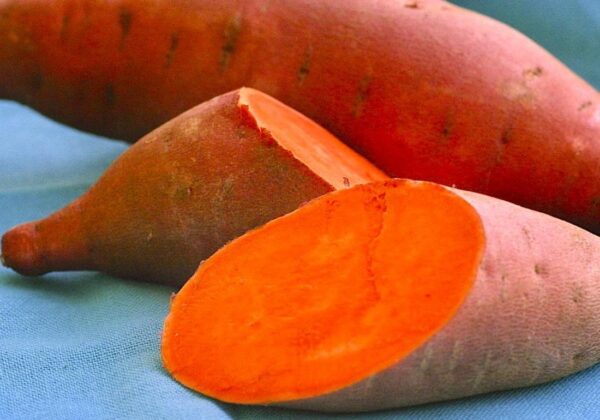 Orange Fleshed Sweet Potato (Wholesale Orders Only)