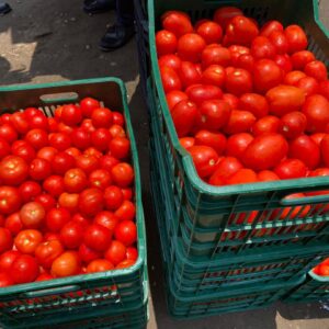 Tomato (To order: Complete bulk order form)