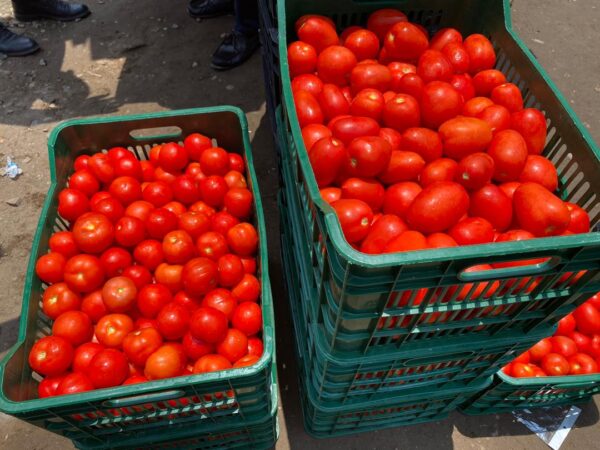 Tomato (To order: Complete bulk order form)